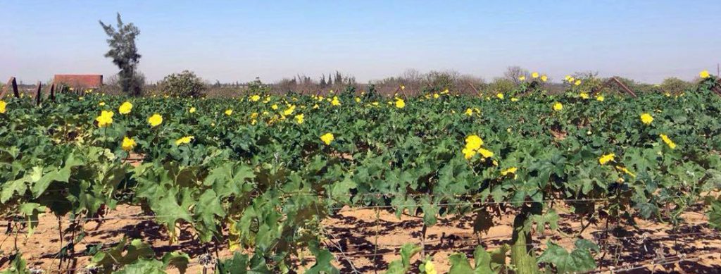 Photo d'un champ de loofah en égypte.