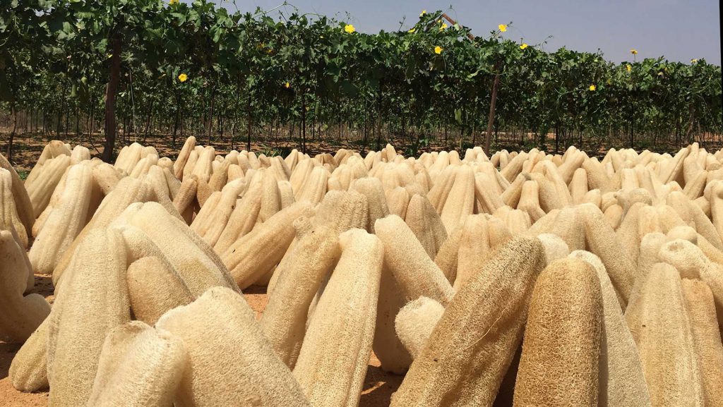 Loofahs égyptiens récoltés devant un champ.