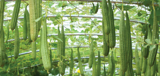 Champ de courges de loofah.