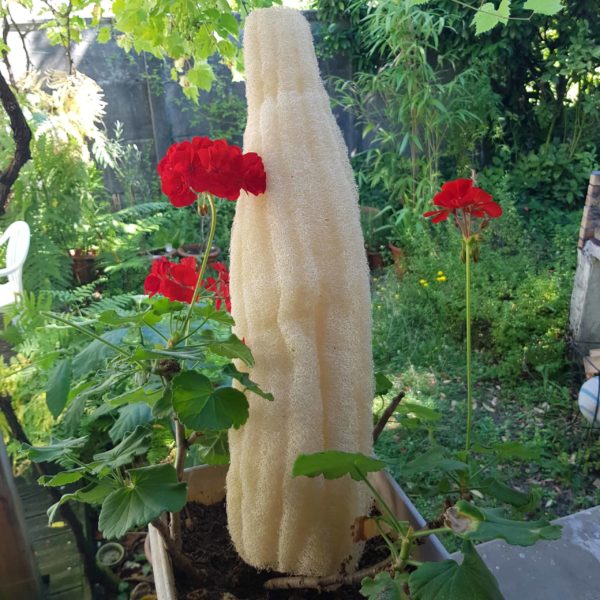 Un loofah brut de 45 centimètres entier dans un jardin.