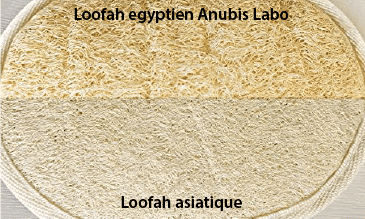 Une paumette en loofah montrant le loofah Egyptien et le loofah chinois type gant de crin.