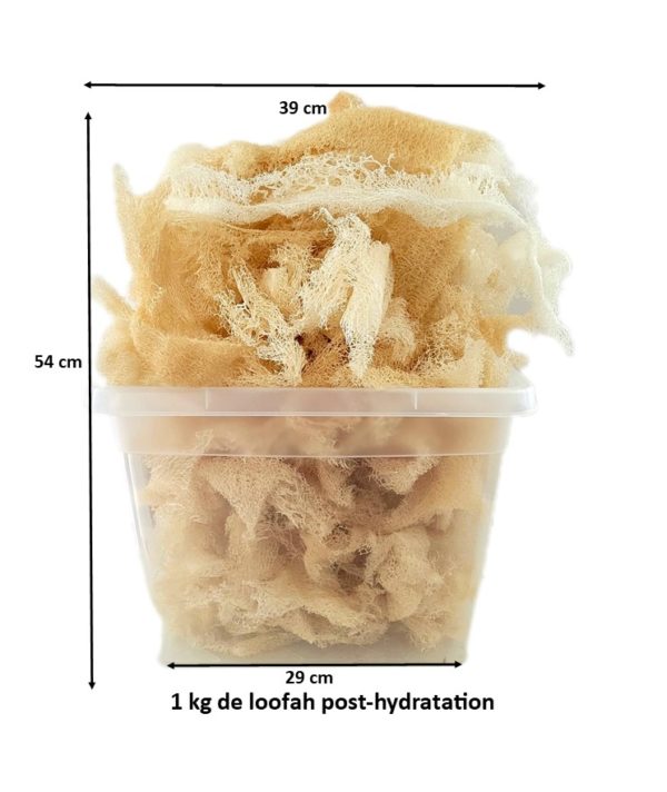 Des particules de calage en loofah d'Egypte après pulvérisation en eau.